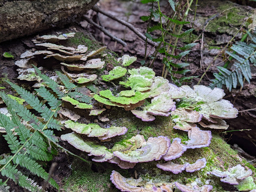 Nature Preserve «Sadsbury Woods Preserve», reviews and photos, Ramblewood Dr & Northwood Dr, Coatesville, PA 19320, USA