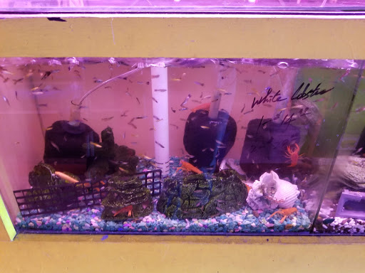 Pet Store «D D Fish & Pets», reviews and photos, 2413 S Fairview St, Santa Ana, CA 92704, USA
