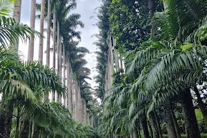 Peradeniya Botanical Garden image