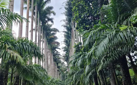 Peradeniya Botanical Garden image