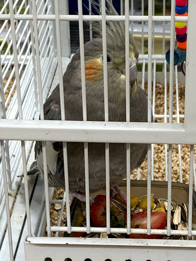 Pet Supply Store «Pet Supermarket», reviews and photos, 801 E Sunrise Blvd, Fort Lauderdale, FL 33304, USA