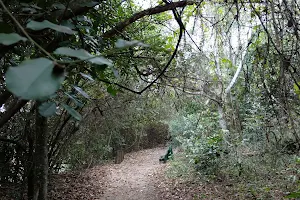 Parque Natural Municipal Chico Mendes image