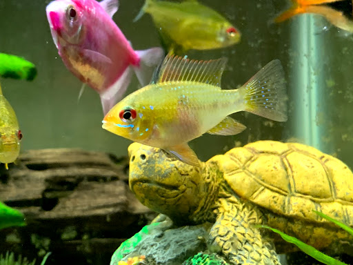 Tropical Fish Store «Marine Oasis», reviews and photos, 5340 W Ridge Rd, Spencerport, NY 14559, USA
