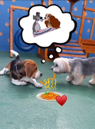 Quintau pet casa verde em São Paulo - SP