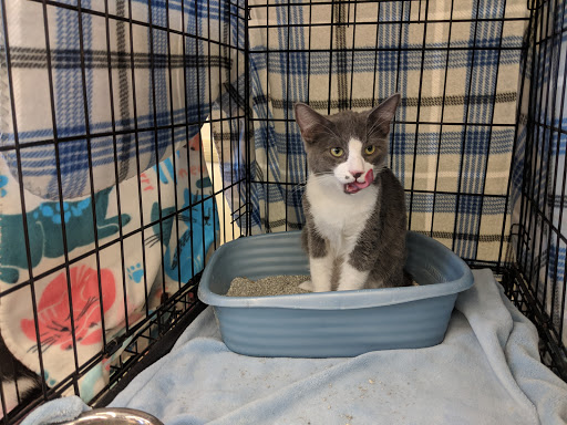 Pet Supply Store «Petco Animal Supplies», reviews and photos, 8700 Preston Rd #105, Plano, TX 75024, USA