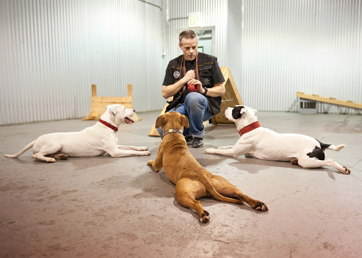 Dog training classes Chicago