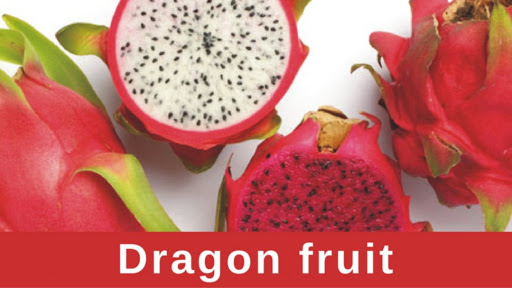 Dell Agro Dragon Fruit Plant Nursery