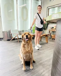DOG Hotels Aventura - Car repair in Aventura, FL, Hollywood - Rated 4.7/5