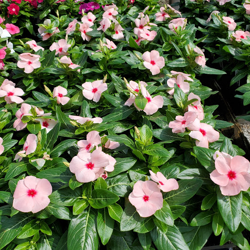 Plant Nursery «HOUSTON PLANTS & GARDEN WORLD», reviews and photos, 16726 North Fwy, Houston, TX 77090, USA