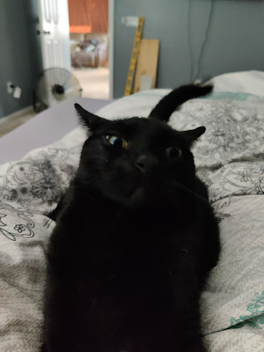 Pet Supply Store «PetSmart», reviews and photos, 555 S Cotton Ln, Goodyear, AZ 85338, USA