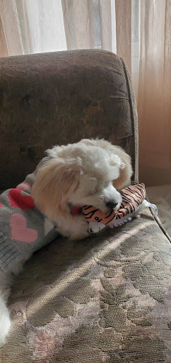 Pet Supply Store «Pet Supplies Plus», reviews and photos, 946 Joliet St, Dyer, IN 46311, USA