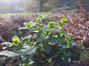 Photo n°18 de Les Jardins d'olha - Fleurs séchées- Tisanes à Asque ()