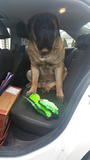 Pet Supply Store «Cheshire Cat & Dog Too», reviews and photos, 1320 Waterbury Rd, Cheshire, CT 06410, USA