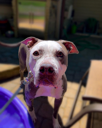 Insurance Agency «Embrace Pet Insurance», reviews and photos