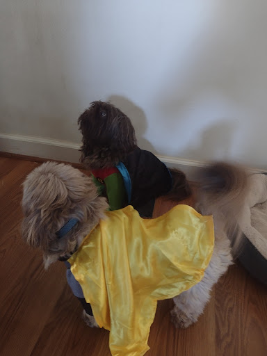 Pet Supply Store «Pet Supplies Plus», reviews and photos, 26230 Hoover Rd, Warren, MI 48089, USA