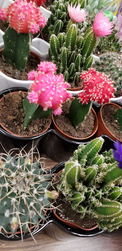 Shopping Mall «Styertowne Shopping Center», reviews and photos, 1051 Bloomfield Ave, Clifton, NJ 07012, USA