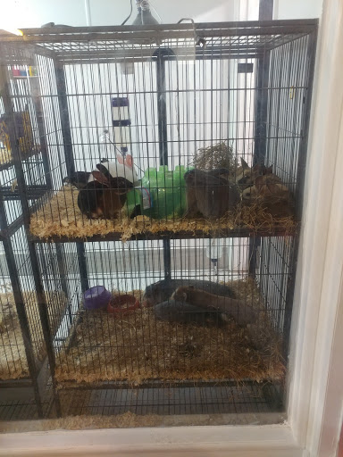 Pet Store «S & S Exotic Animals Inc», reviews and photos, 1711 Connorvale Rd, Houston, TX 77039, USA