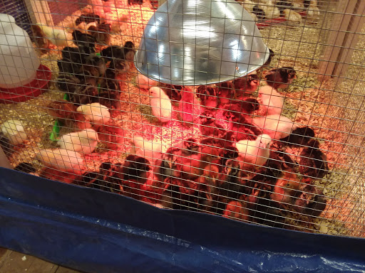 Pet Supply Store «A S Labieniec», reviews and photos, 945 Farmington Ave, Berlin, CT 06037, USA