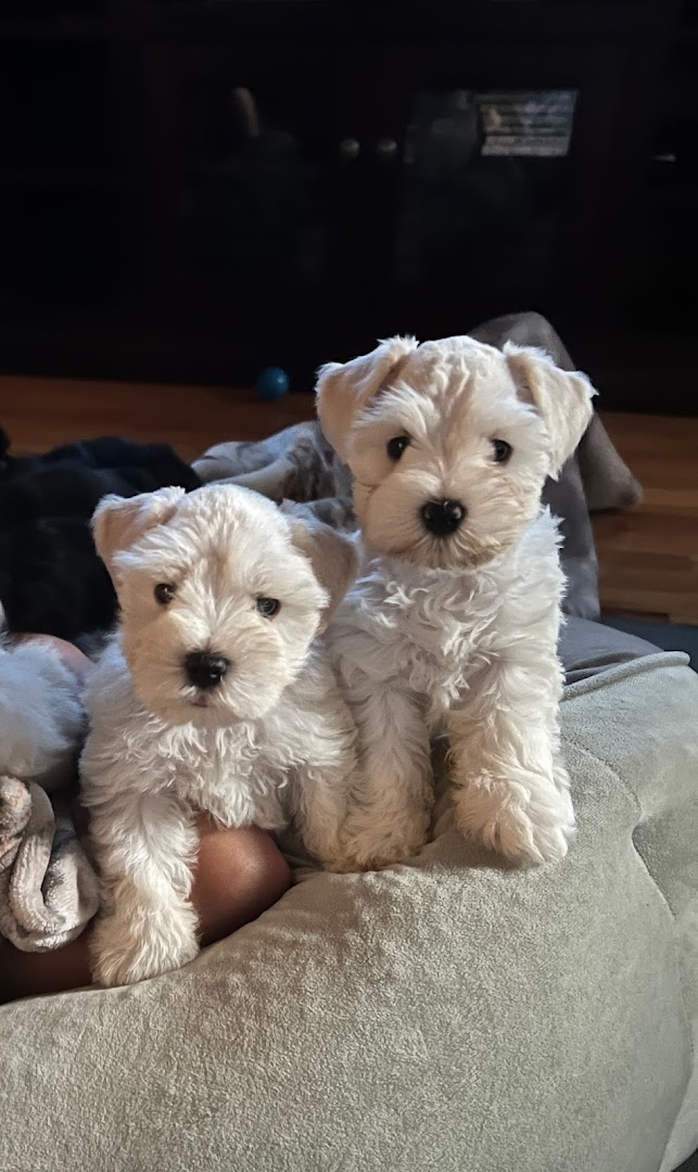 Savannah Bluff Schnauzers