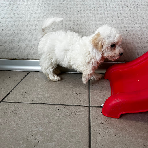 Pet Store «The Family Puppy of Fountain Walk», reviews and photos, 44125 W 12 Mile Rd E-121, Novi, MI 48377, USA