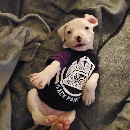 Pet Supply Store «PetSmart», reviews and photos, 2100 Chemical Rd, Plymouth Meeting, PA 19462, USA