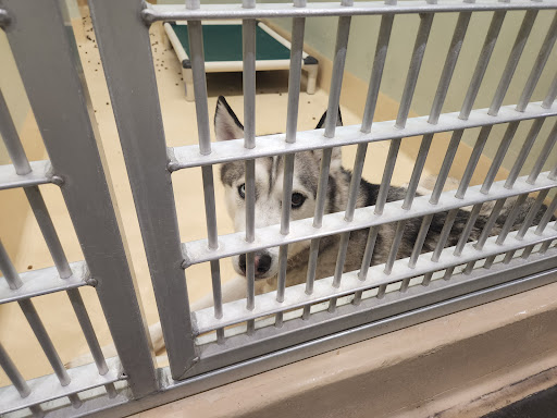 Animal Shelter «Oregon Humane Society», reviews and photos
