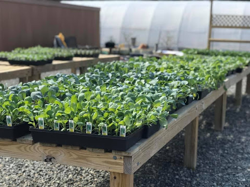 Supermarket «Best Value Supermarket», reviews and photos, 10748 Buckley Hall Rd, Mathews, VA 23109, USA