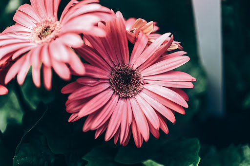 Grocery Store «Red Berry Barn», reviews and photos, 19200 SW Chapman Rd, Sherwood, OR 97140, USA