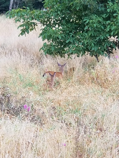 Event Venue «Maple Leaf Events», reviews and photos, 401 Maple Way Rd, Stevenson, WA 98648, USA