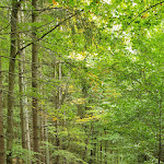 Photo n°1 de l'avis de Gitte.� fait le 03/11/2023 à 15:55 sur le  Natur-Hunde-Hotel Bergfried à Rötz