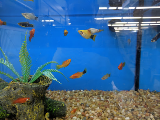 Pet Supply Store «Pet Supplies Plus», reviews and photos, 1240 Seminole Trail, Charlottesville, VA 22901, USA