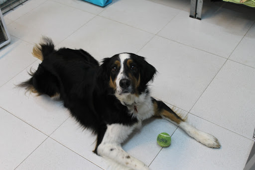 Mican Centro Veterinario en Barreda