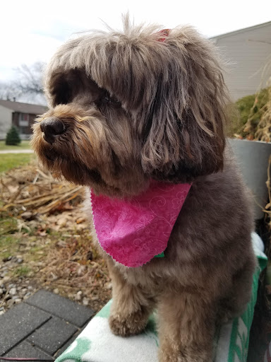 Pet Supply Store «PetSmart», reviews and photos, 155 E Rte 59, Nanuet, NY 10954, USA