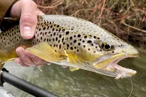 Avid Angler Outfitters image