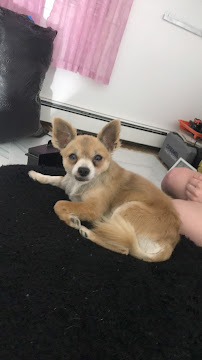 Pawriffic pets - Photo 3 - Car repair in Revere, MA, Lynn