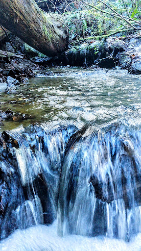 Park «Schmitz Preserve Park», reviews and photos, 5551 SW Admiral Way, Seattle, WA 98116, USA