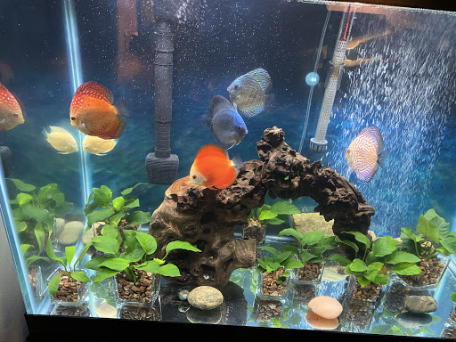 Tropical Fish Store «Jack Wattley Discus», reviews and photos, 6944 NE 4th Ave, Miami, FL 33138, USA
