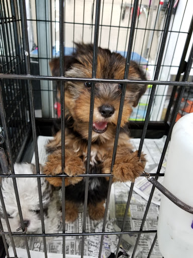 Pet Supply Store «Red Lories Pet Supply», reviews and photos, 469 E 49th St, Hialeah, FL 33013, USA