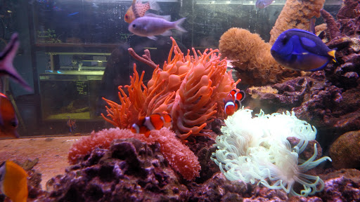 Tropical Fish Store «Jurassic Aquatics & Pets», reviews and photos, 1413 Golden Gate Blvd E, Cleveland, OH 44124, USA