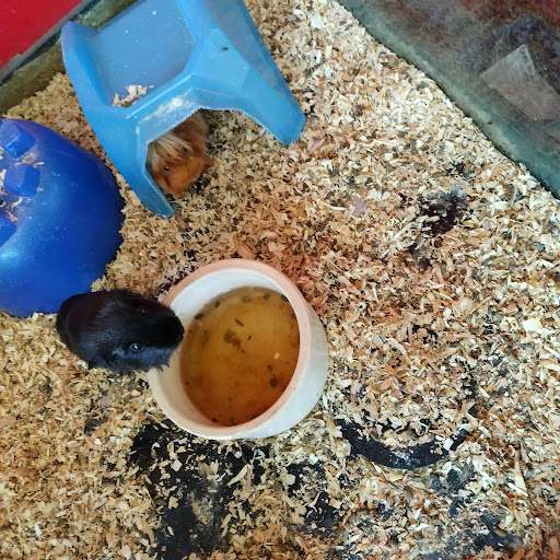 Animal Feed Store «Whittier Feed Store», reviews and photos, 12618 Penn St, Whittier, CA 90602, USA