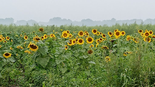 Sunflower Field