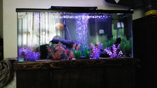 Tropical Fish Store «C K Fish World», reviews and photos, 410 N Azusa Ave, West Covina, CA 91791, USA