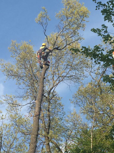 O'BRIEN'S TREE SERVICE CINCINNATI