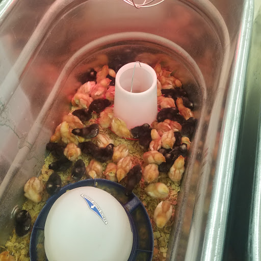 Home Improvement Store «Tractor Supply Co.», reviews and photos, 2375 Pleasant St, Noblesville, IN 46060, USA