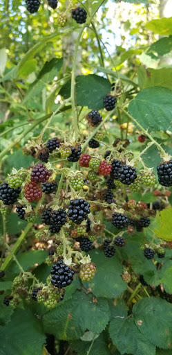 Grocery Store «Safeway», reviews and photos, 6850 Bothell Way NE, Kenmore, WA 98028, USA