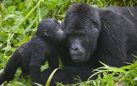Gorillas In Paradise Safaris image