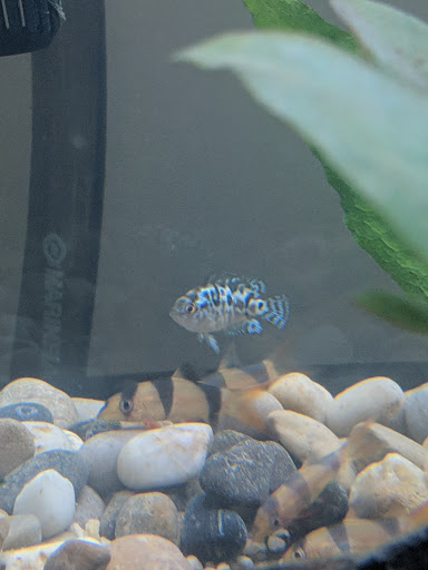 Pet Supply Store «Pet Supplies Plus», reviews and photos, 1150 N Court St #2A, Medina, OH 44256, USA