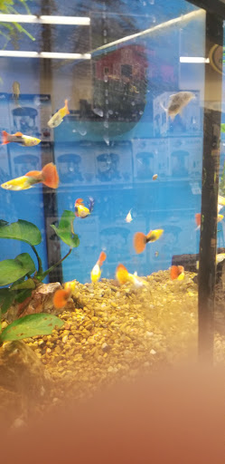 Pet Supply Store «Petco Animal Supplies», reviews and photos, 2095 N Harris Blvd, Layton, UT 84041, USA