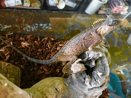 Pet Supply Store «E & M Pet Shop», reviews and photos, 5900 Whittier Blvd, Los Angeles, CA 90022, USA