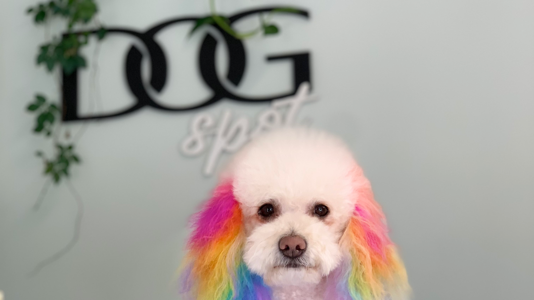 Dog Spot (Formerly Päsh The Canine Boudoir)
